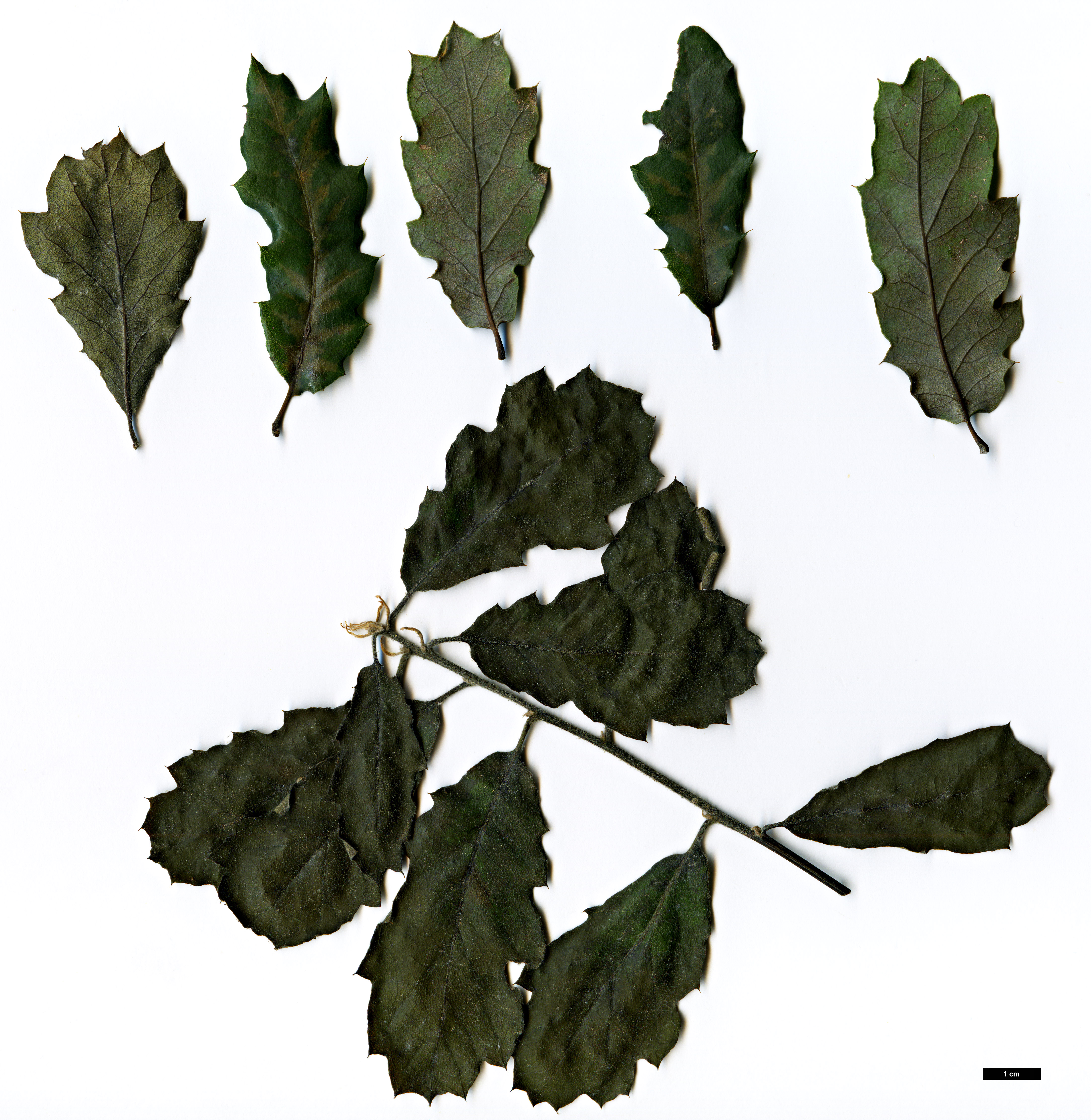 High resolution image: Family: Fagaceae - Genus: Quercus - Taxon: engelmannii hybrid